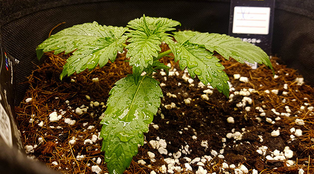 Полив с небольшой подкормкой Влажные листья после полива