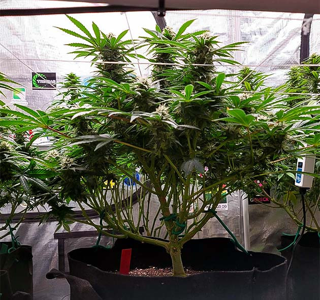 Обрезка листьев Power Plant X