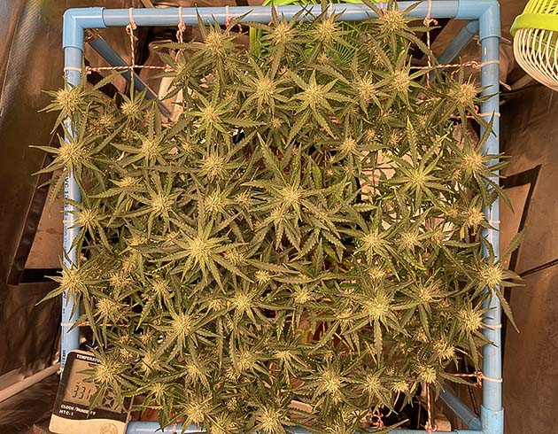 Цветущий куст конопли