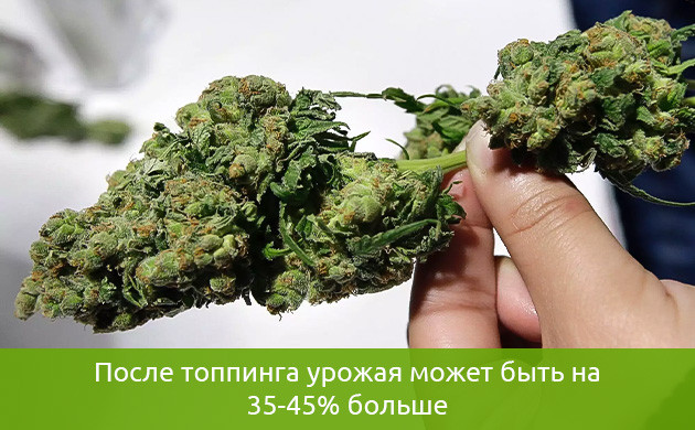 Урожай увеличился на 45%