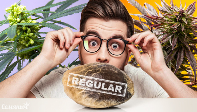 Регулярна семка