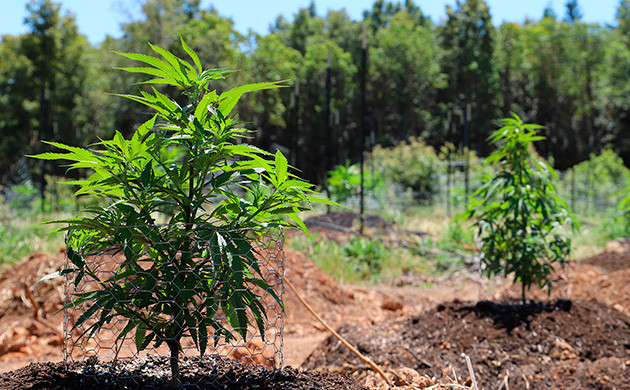 Выращивание автоцветов на улице