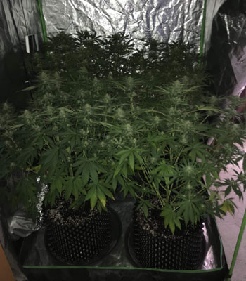 Внешний вид Jack 47 Auto на 8 неделе выращивания