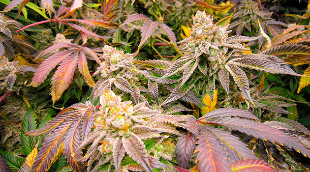 подготовка к харвесту DDoS #33