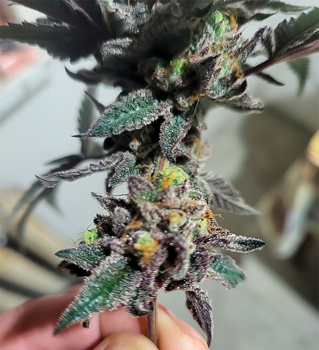 Созревшая шишка марихуаны