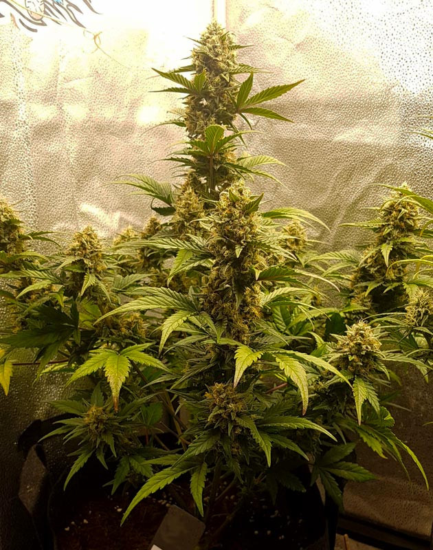 Седьмая неделя выращивания Соцветия покрывающие всю колу