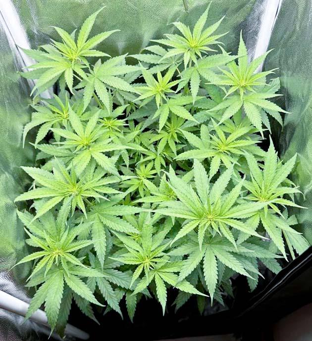 Куст Mimosa Evo на 7 неделе выращивания