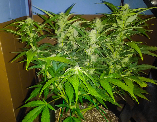 Обрезка листьев куста конопли