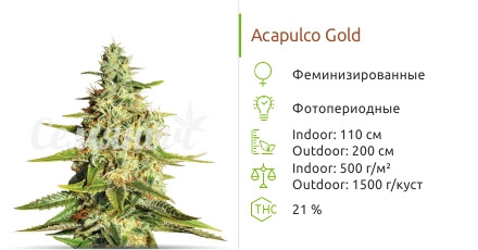 Acapulco Gold от Barney's Farm
