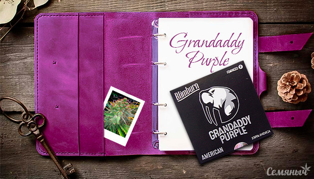 Выращивание сорта Grandaddy Purple
