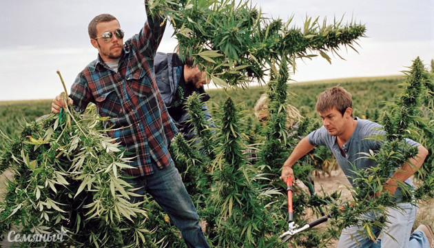 Сбор урожая конопли