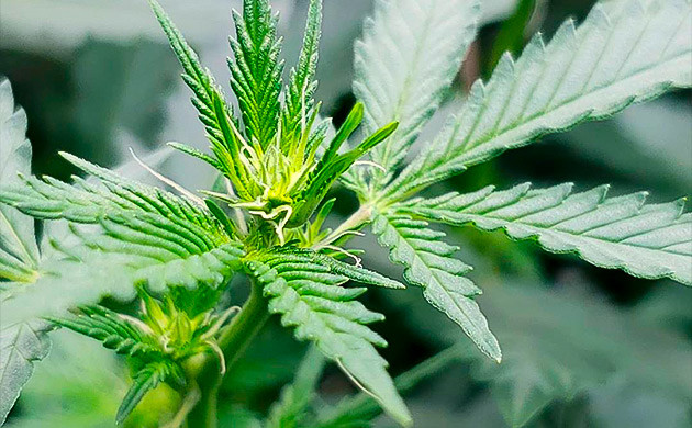 Инструкция тренировки в технике лоллипоппинг, шаг 1