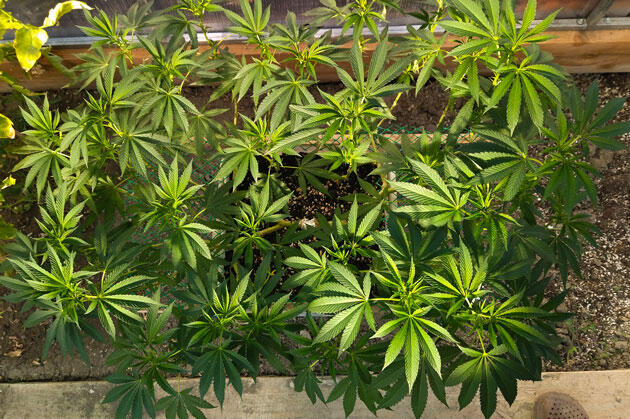 Адаптация каннабиса после перемещения Здоровый каннабис с сочной листвой в аутдоре