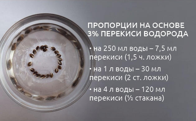 Инструкция по приготовлению раствора H2O2 для семян конопли Дозировка перекиси водорода для проращивания семян каннабиса