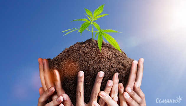 Росток каннабиса