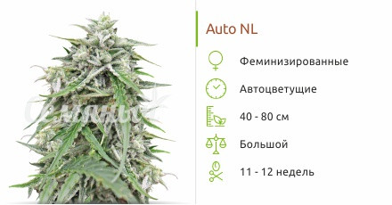 Сорт марихуаны Auto NL Auto NL от Female Seeds