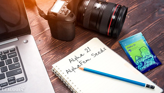 Выращивание сорта конопли Alpha 21 в кокосе