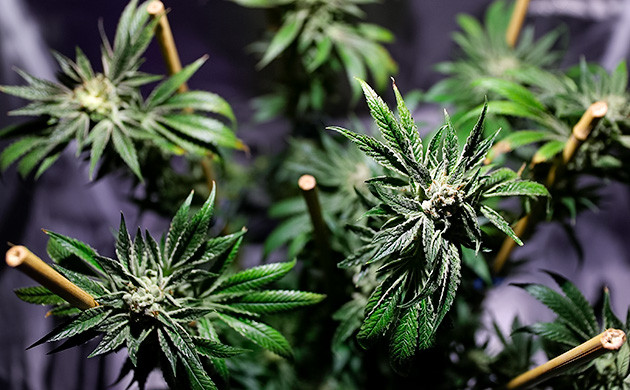 Опоры для рассады конопли