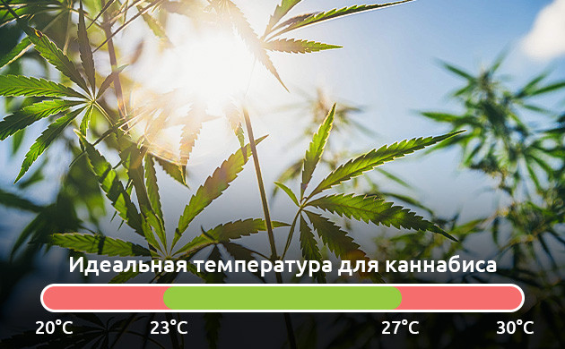 Выбор температуры для выращивания каннабиса 