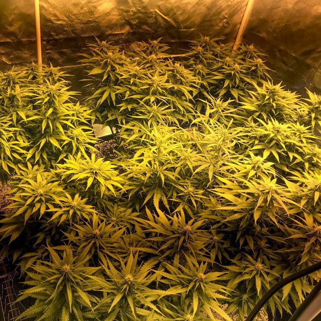 Рост каннабиса и формирование шишек