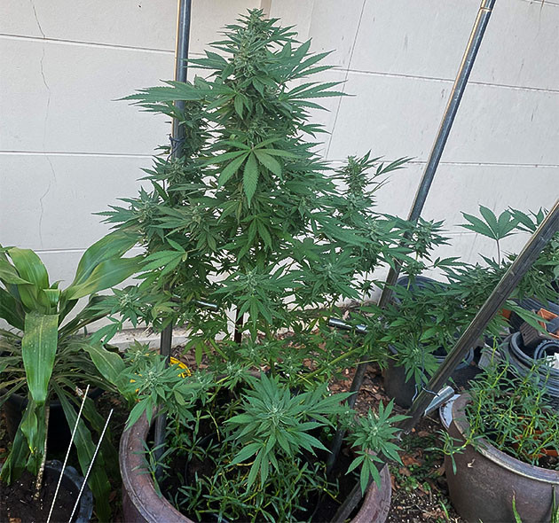 полиплоидное растение Golosa