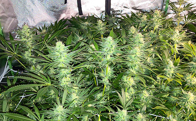 Соцветия Delicious Candy Early Version