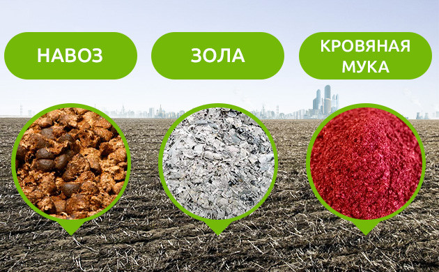 Смесь из навоза, золы и кровяной муки