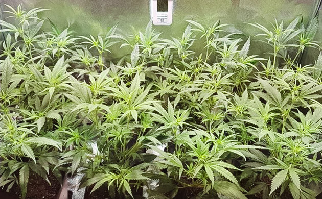 Кусты конопли на четверной неделе