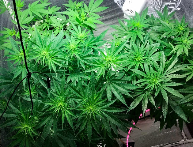 Стимуляция цветения куста LSD