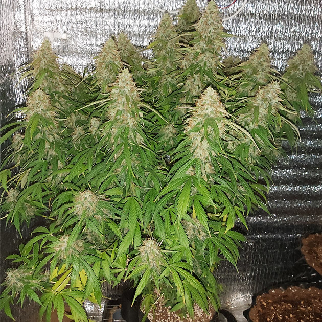 Харвест марихуаны Растение перед харвестом