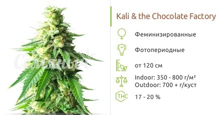 Kali & The Chocolate Factory fem от KFC Seeds