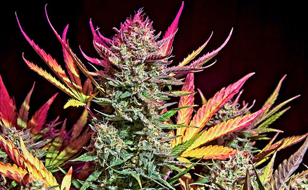 Каротиноиды в конопле