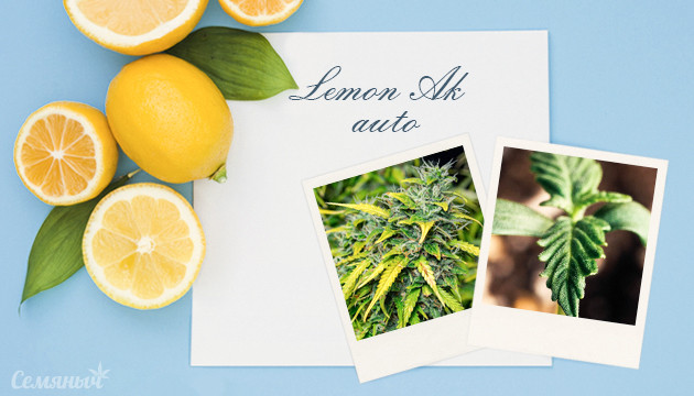 Гроурепорт сорта Lemon AK от FastBuds