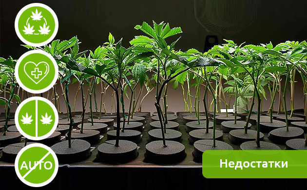 4 недостатка выращивания клонов конопли