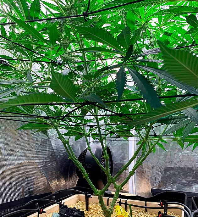 Куст Gorilla Glue #4 на 12 неделе выращивания