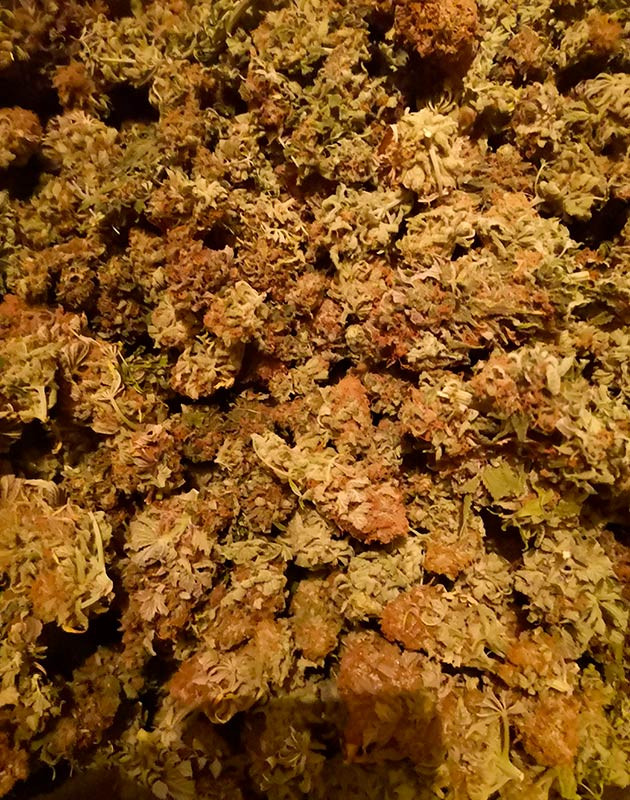 Сухой урожай конопли