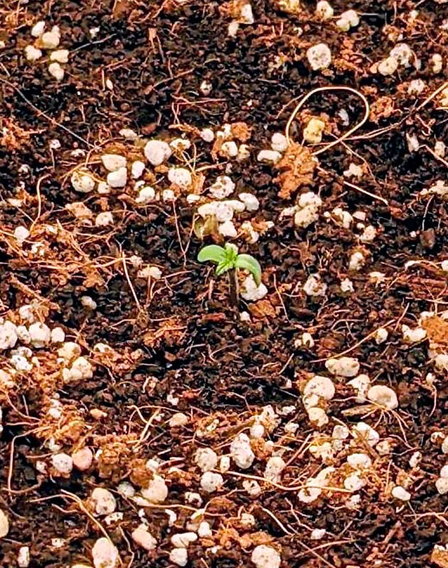 Gorilla Glue Auto после проращивания