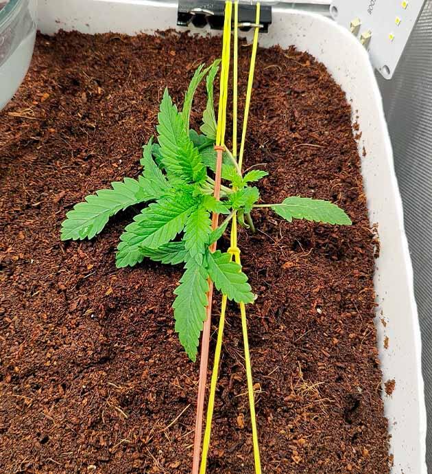 Тренировки марихуаны Растишки Mimosa Shot и Gorilla Zkittlez