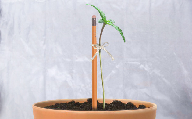 Укрепление стебля Стебель подвязанный к карандашу