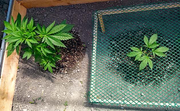 Каннабис под сеткой SCROG