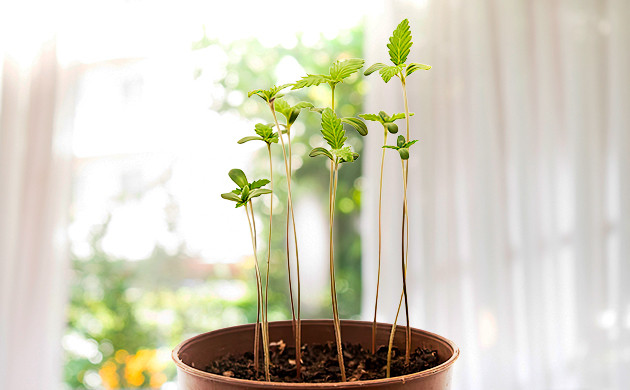 Важность света для роста саженцев