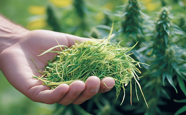 Как скошенная трава помогает конопле расти быстрее Скошенная трава в качестве удобрения для конопли