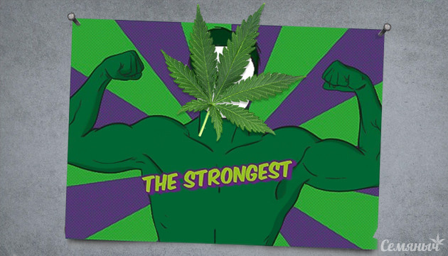 Самая сильная Индика