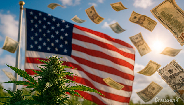 Соединённые Штаты теряют миллиарды долларов на торговле каннабисом