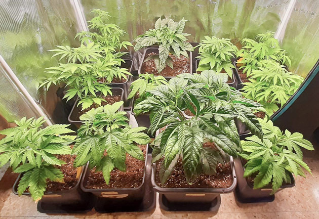 Создание условий для роста Fullgas