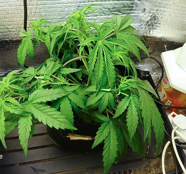 Начало цветения Wedding Cake Auto