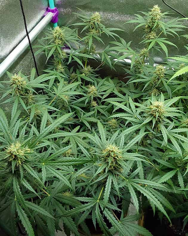 выращивание Mimosa Cake Auto