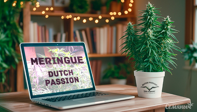 Выращивание сорта конопли Meringue