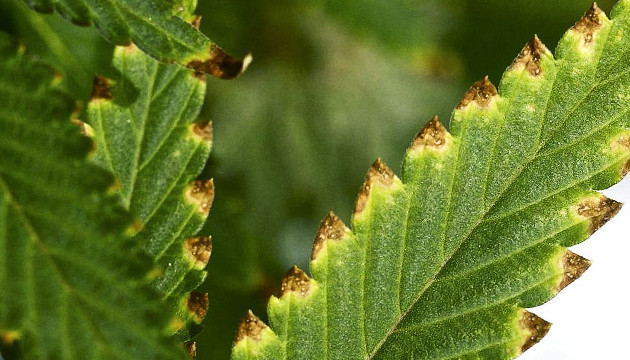 Избыток удобрений При перекорме концы листьев желтеют