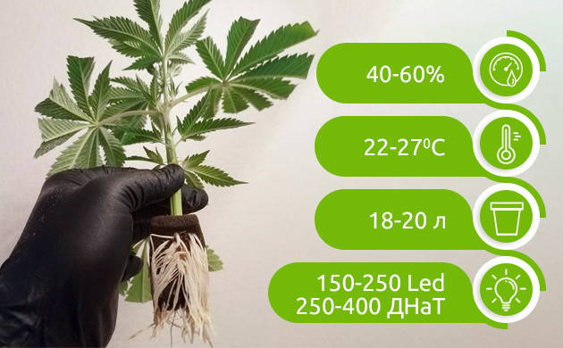 Показатели влажности, температуры и света для закрытого грунта